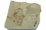 Detailed Fossil Leaf (Populus) - Green River Formation, Utah #323383-1